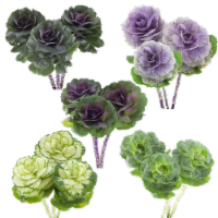 Kale Perspective: Main