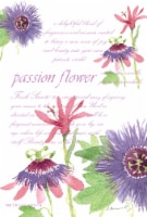 Fresh Scents Passion Flower Sachet Pack