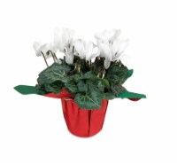 Cycamen Potted Plant - White