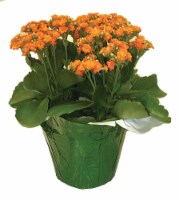 Kalanchoe Potted Plant - Orange