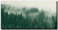 Emerald Forest Wall Art Perspective: Main