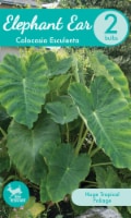 Garden State Bulb Colocasia Esculenta Bulbs