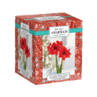 Red Lion Amaryllis Flower Bulb Kit