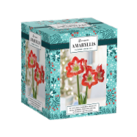 Minerva Amaryllis Flower Bulb Kit