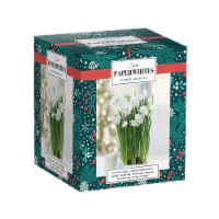 Paperwhite Ziva Flower Bulb Kit