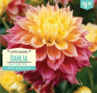Garden State Bulb Summer Blooming Dahlia Bulbs - Blue Boy, 2