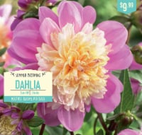 Garden State Bulb Take Off Dahlia Bulbs