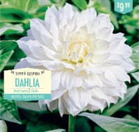 Garden State Bulb Snowcountry Dahlia Bulbs