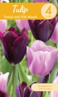 Mixed Tulips - Purple/Pink