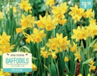 Garden State Bulb Daffodil Tete-a-Tete Flower Bulbs Perspective: Main