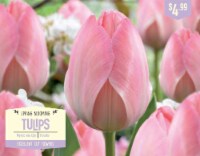 Garden State Bulb Tulip Mystic Van Eijk Flower Bulbs Perspective: Main