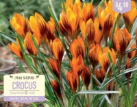 Garden State Bulb Crocus Orange Monarch Flower Bulbs Perspective: Main