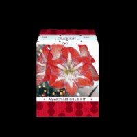 Garden State Bulb Amaryllis Christmas Gift Flower Bulbs Perspective: Main