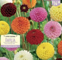 Garden State Bulb Summer Blooming Dahlia Bulbs - Pompon Mixed Perspective: Main