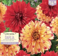 Garden State Bulb Summer Blooming Dahlia Bulbs - Lady Darlene & Babylon Red Perspective: Main