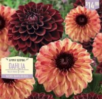 Garden State Bulb Summer Blooming Dahlia Bulbs - Tirza & Gideon Perspective: Main