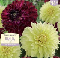 Garden State Bulb Summer Blooming Dahlia Bulbs - Blue Bird & Kelvin Floodlight Perspective: Main
