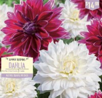Garden State Bulb Summer Blooming Dahlia Bulbs - Mero Star & Snow Country Perspective: Main