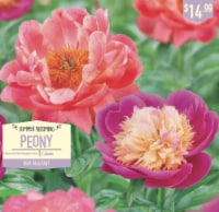 Garden State Bulb Summer Blooming Peony- Flame and Pink Hawaiian Coral