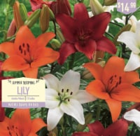Garden State Bulb Summer Blooming Lily - Asiatic Mixed Perspective: Main