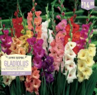 Garden State Bulb Summer Blooming Gladiolus - Large Flowering Mixed Perspective: Main