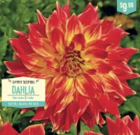 Garden State Bulb Summer Blooming Dahlia Bulbs - Tyler James Perspective: Main
