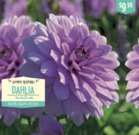 Garden State Bulb Summer Blooming Dahlia Bulbs - Blue Boy Perspective: Main