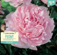Garden State Bulb Summer Blooming Peony - Sarah Bernhardt