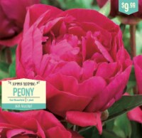 Garden State Bulb Summer Blooming Peony - Karl Rosenfield