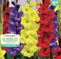 Garden State Bulb Summer Blooming Gladiolus - Sunset Mixed