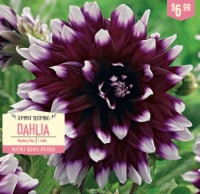 Dahlia Dazzling Sun | 10047
