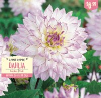 Garden State Bulb Summer Blooming Dahlia Bulbs - Crazy Love