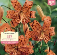 Garden State Bulb Summer Blooming Lily - Tigrinum Splendens Perspective: Main