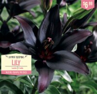 Garden State Bulb Summer Blooming Lily - Landini Perspective: Main