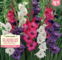 Garden State Bulb Summer Blooming Gladiolus - Purple Rain Mixed