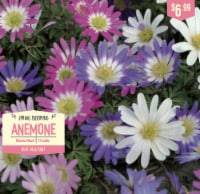 Garden State Bulb Spring Blooming Anemone - Blanda Mixed