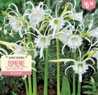Garden State Bulb Summer Blooming