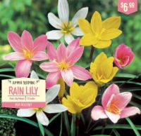 Garden State Bulb Summer Blooming Rain Lily - Mixed