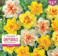Garden State Bulb Double Collection Daffodils