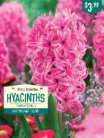 Garden State Bulb Hyacinth Pink Pearl