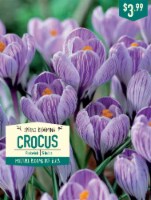 Garden State Bulb Crocus Pickwick Bulbs