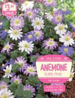 Anemone Blanda Mixed Bulbs Perspective: Main