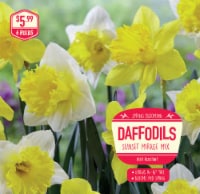 Daffodils Sunset Mirage Mix Flower Bulbs Perspective: Main