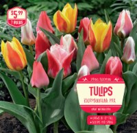 Tulips Kaufmanniana Mix Flower Bulbs Perspective: Main