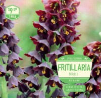 Fritillaria Persica Flower Bulb Perspective: Main