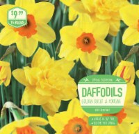 Daffodils Golden Ducat & Fortune Flower Bulbs Perspective: Main
