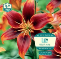 Lily Forever Susan Bulbs Perspective: Main