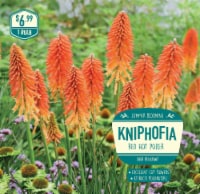 Kniphofia Red Hot Poker Perspective: Main