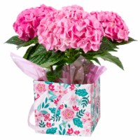 Mother's Day Fresh Hydrangea Plant in 6 inch Gift Box Perspective: Main