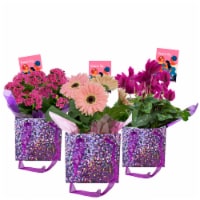 Blooming Plant in Women’s Day Gift Box